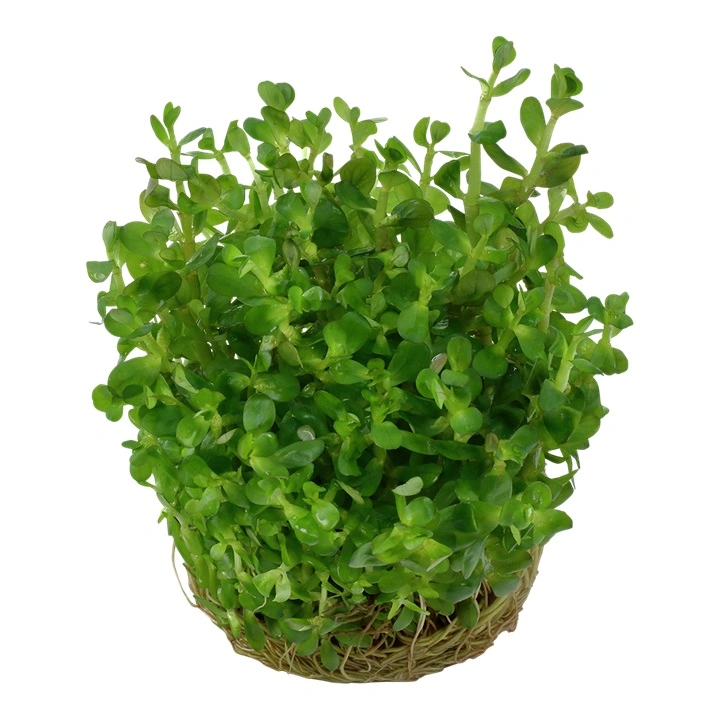 Tropica Rotala sp. bonsai 1-2-GROW x 3